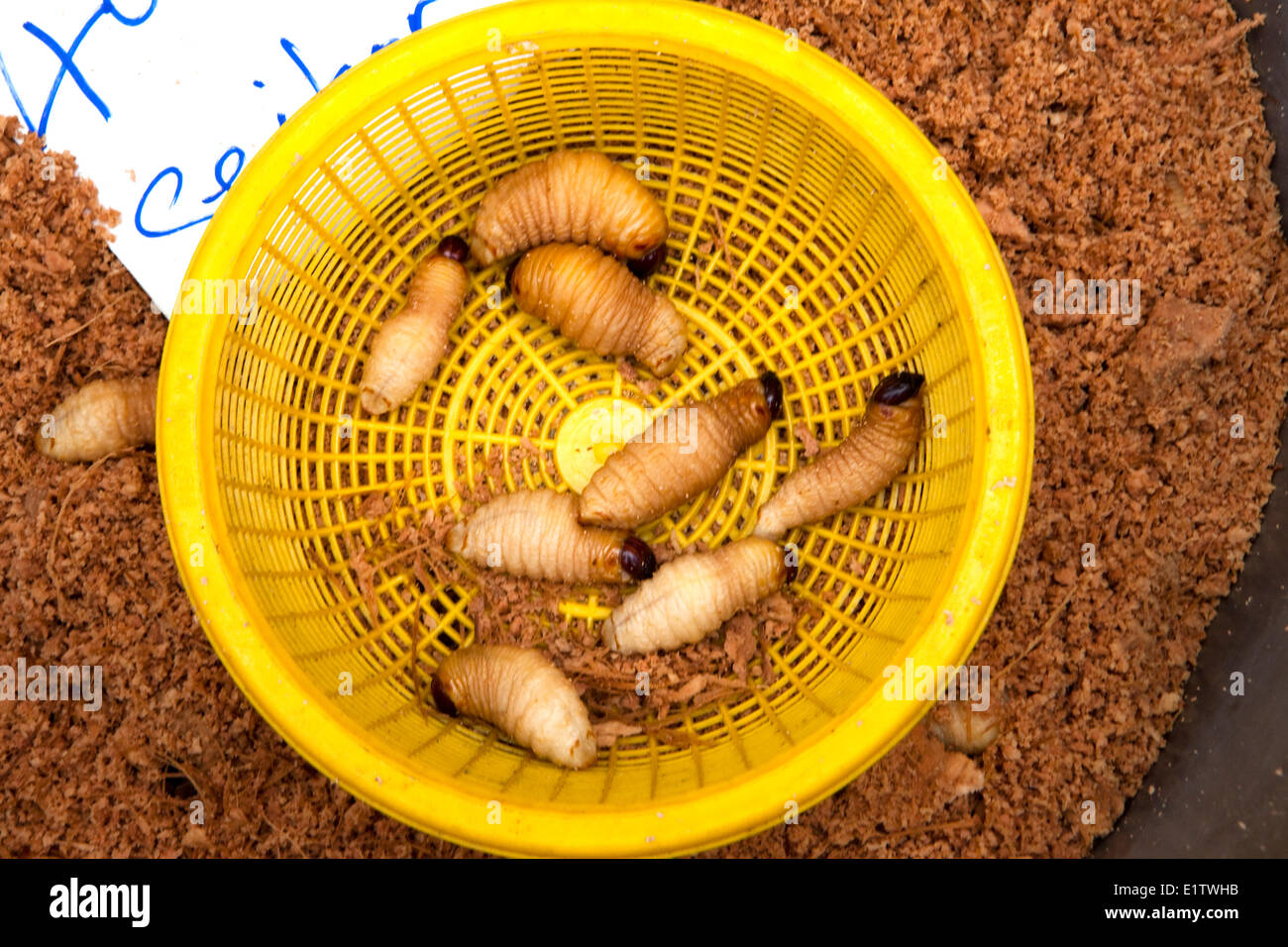 Essbare Würmer, Sonntagsmarkt, Kuching, Borneo, Malaysia, Asien Stockfoto