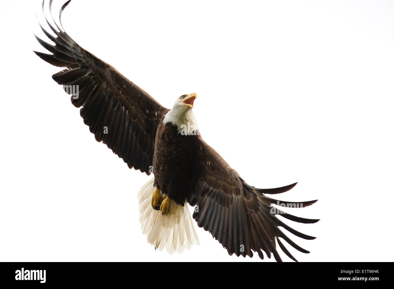 Weißkopfseeadler Haliaeetus Leucocephalus, schützende Verhalten, Nord-Ontario, Kanada. Stockfoto