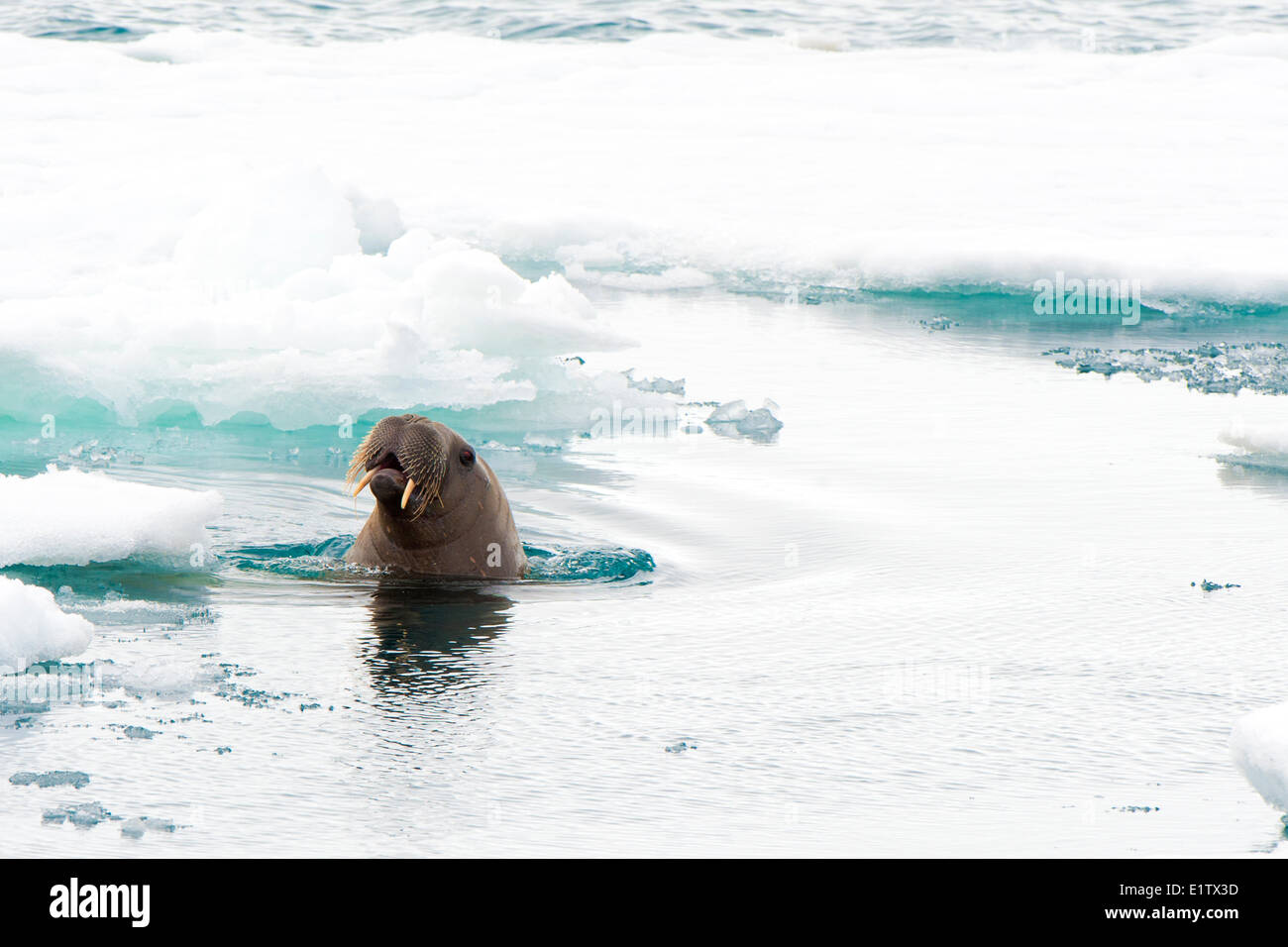 Juvenile atlantische Walross (Odobenus Rosmarus), Inselgruppe Svalbard, norwegischen Arktis Stockfoto