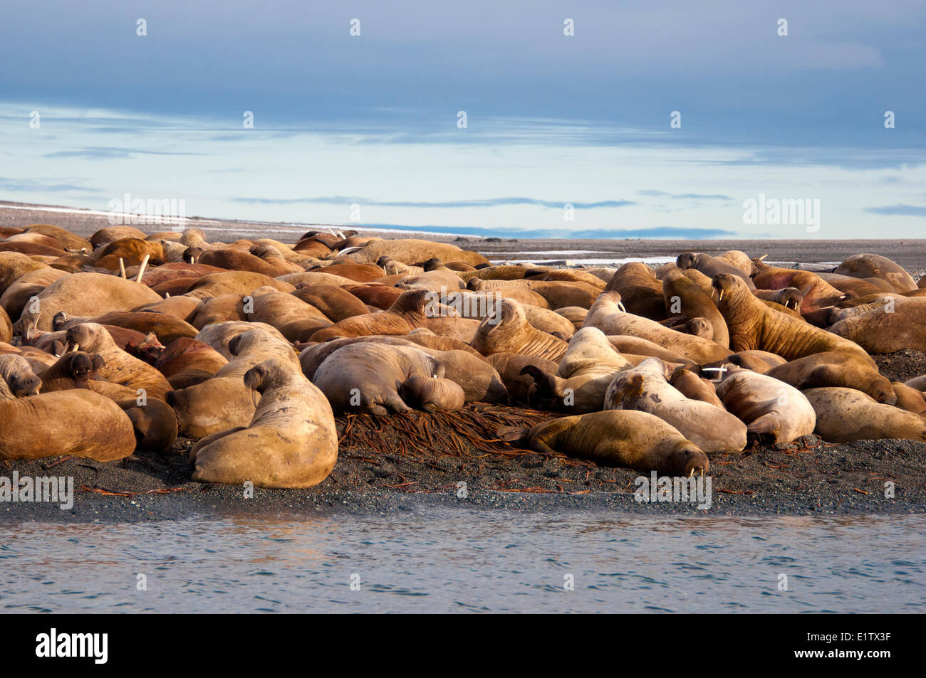 Erwachsene weibliche atlantischen Walrosse (Odobenus Rosmarus) Jungtiere Kälber holte an einem Strand Storoya Nordosten Svalbard Stockfoto