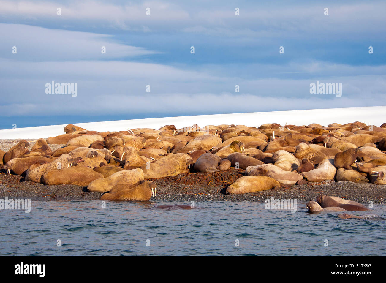 Erwachsene weibliche atlantischen Walrosse (Odobenus Rosmarus) Jungtiere Kälber holte an einem Strand Storoya Nordosten Svalbard Stockfoto