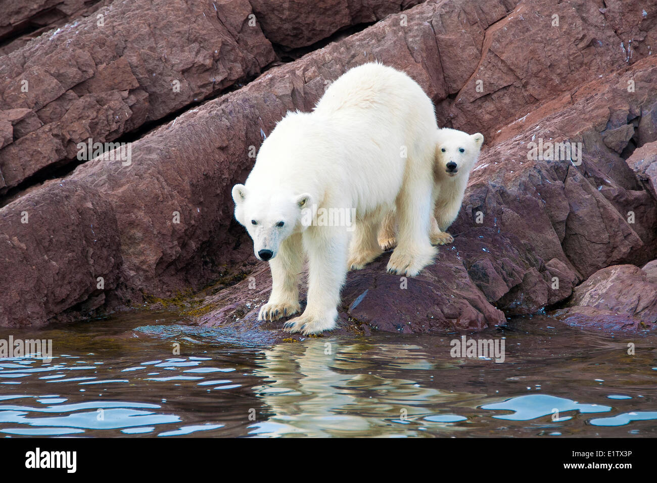 Mutter Eisbär (Ursus Maritimus) und Jährling Cub, Svalbard-Archipel, norwegischen Arktis Stockfoto