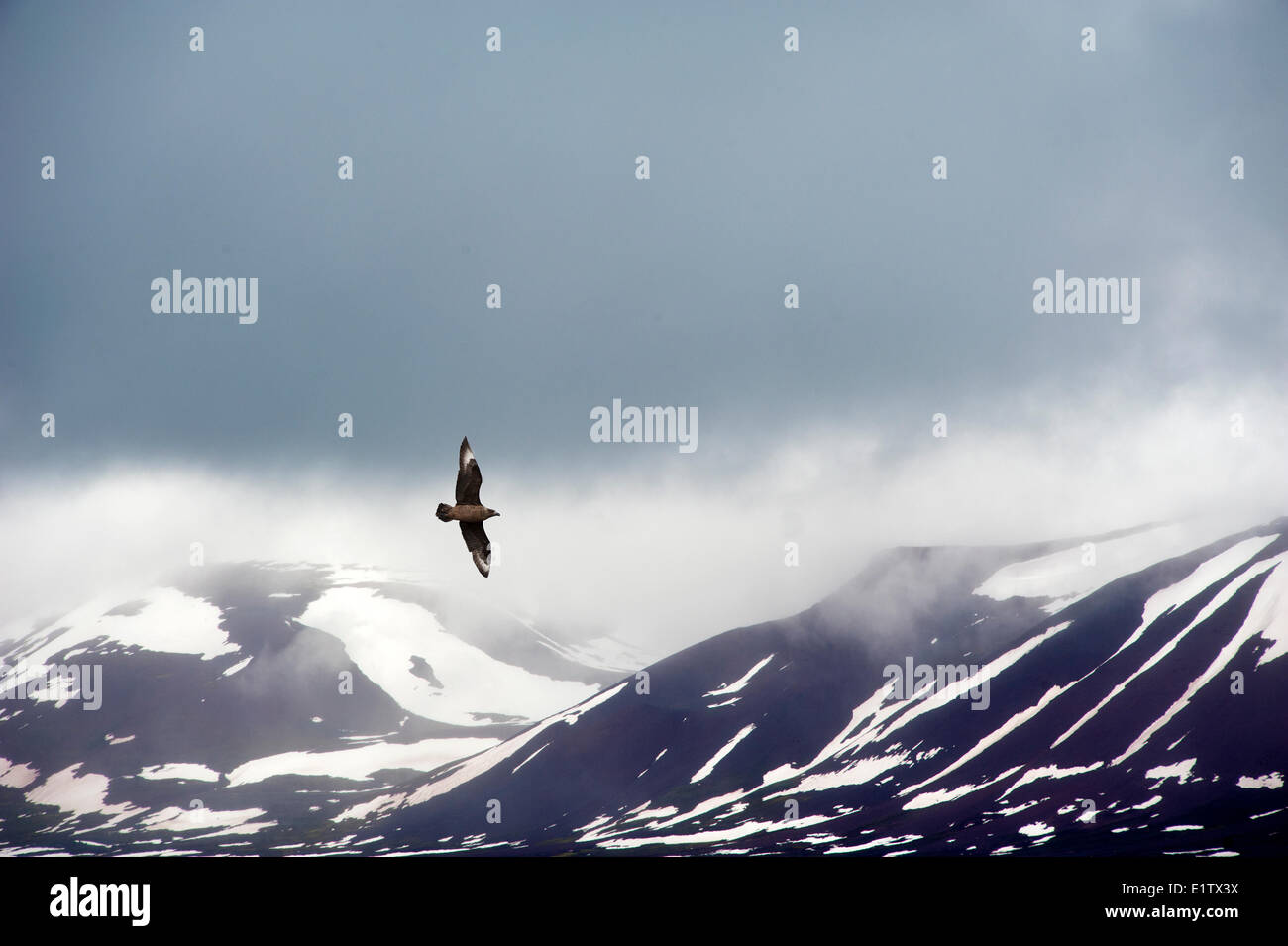 Great Skua (Stercorarius Skua), Inselgruppe Svalbard, norwegischen Arktis Stockfoto