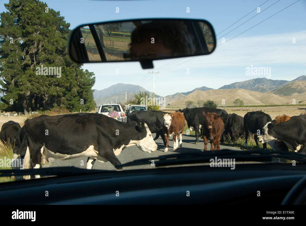 Rinder, die Sperrung Straße, Awatere-Tal, in der Nähe von Blenheim, Marlborough, South Island, Neuseeland Stockfoto