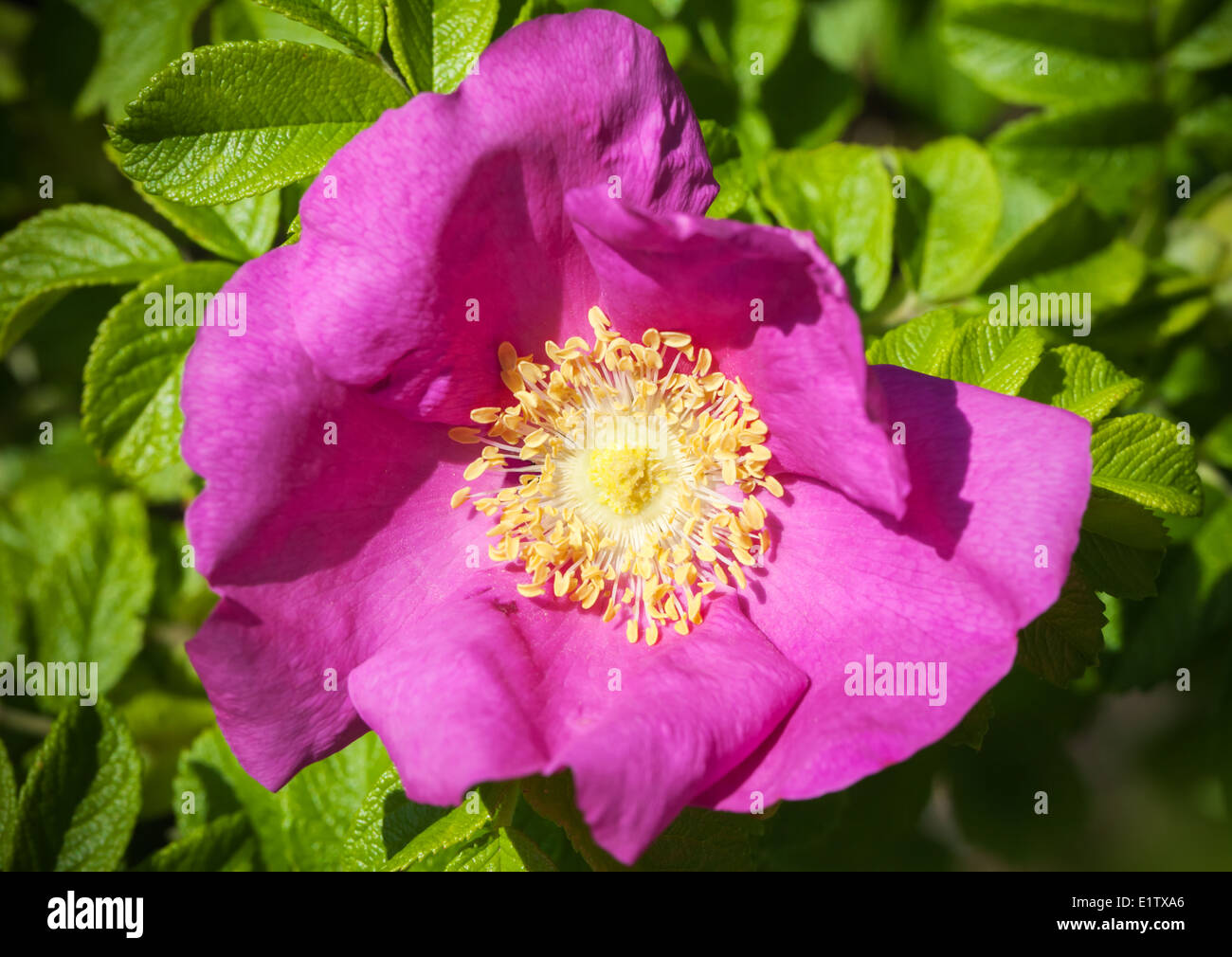 Hell rosa wilden Heckenrose Blume-Makro-Foto Stockfoto