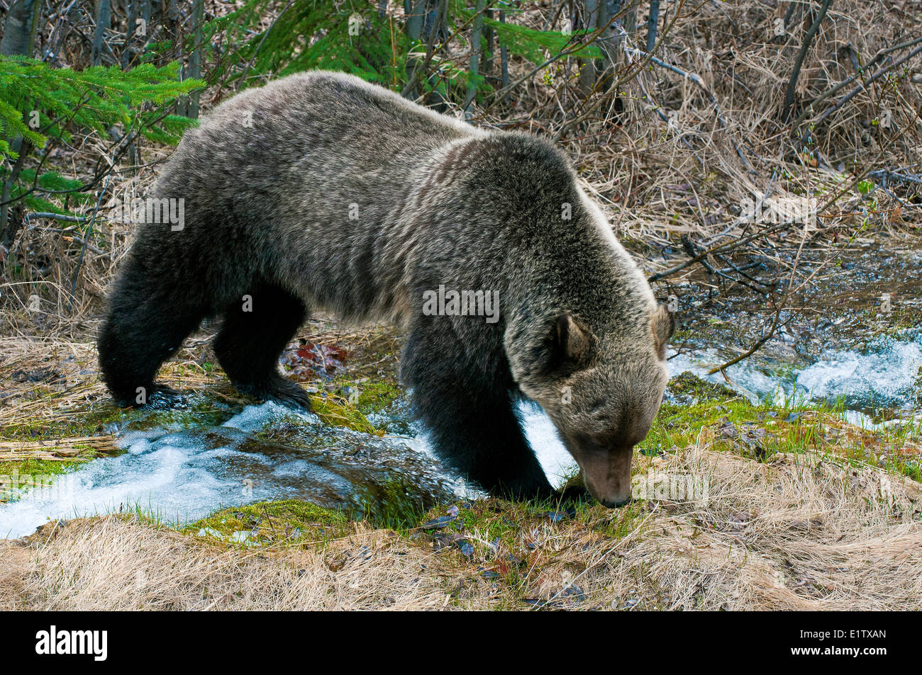 Erwachsenen Mountain Grizzlybär (Ursus Arctos), Jasper Nationalpark, Kanadische Rocky Mountains, westlichen Alberta, Kanada Stockfoto
