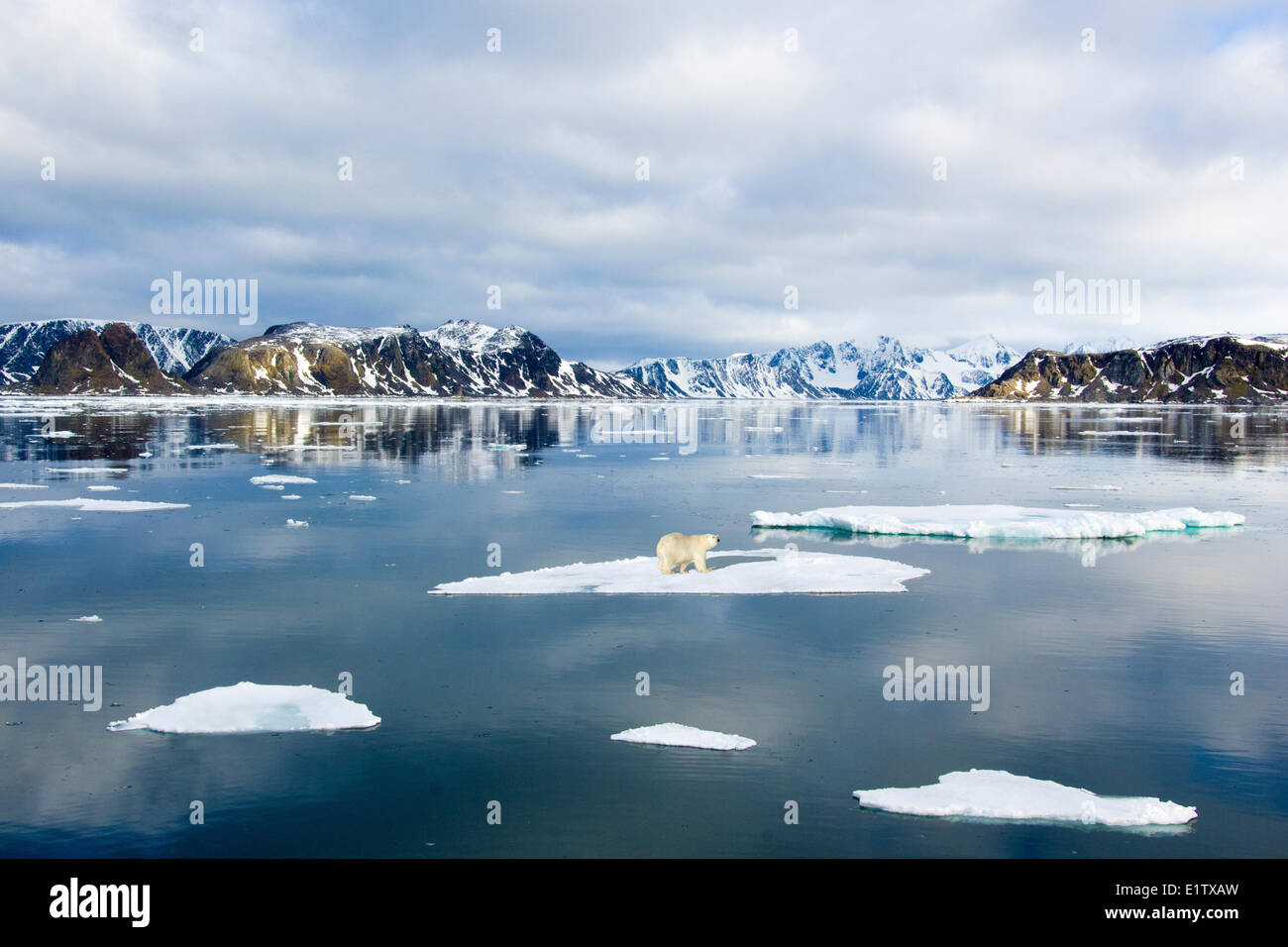 Eisbär (Ursus Maritimus) auf verschwindende Meer Eis, Svalbard Archipelgo, norwegischen Arktis Stockfoto