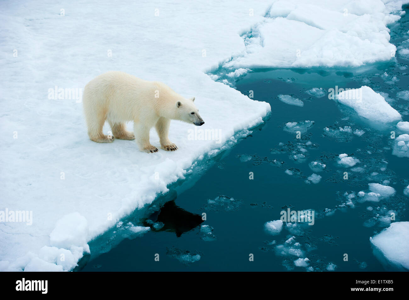 Eisbär (Ursus Maritimus) auf Packeis, Svalbard-Archipel, norwegischen Arktis Stockfoto