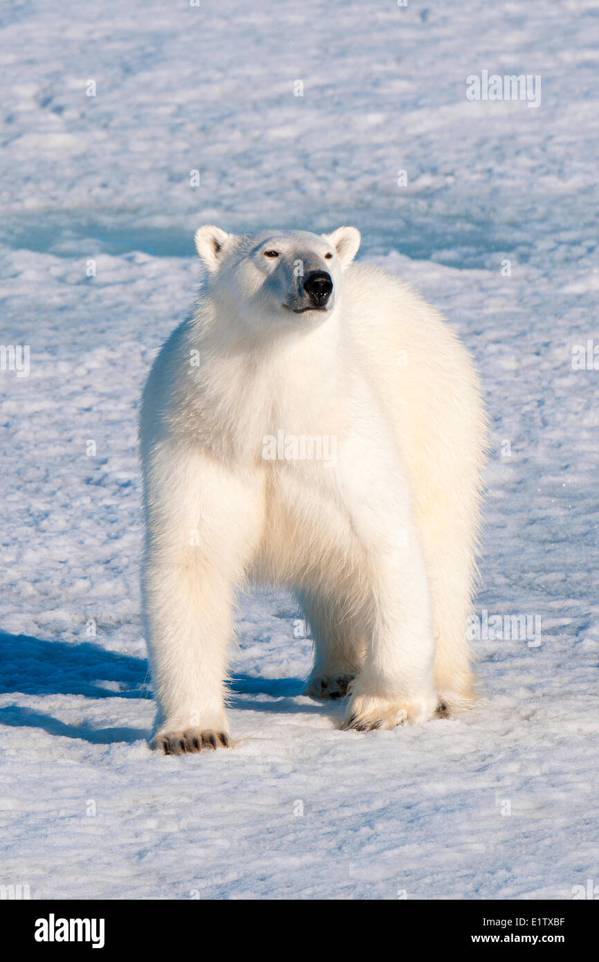 Eisbär (Ursus Maritimus) auf Packeis, Svalbard-Archipel, norwegischen Arktis Stockfoto