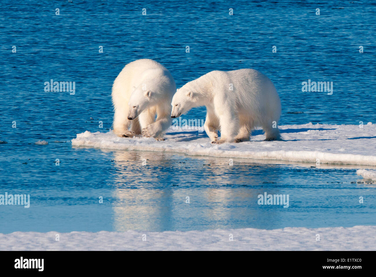 Interaktion, Svabard-Archipel, norwegischen Arktis Erwachsenen Eisbären (Ursus Maritimus) Stockfoto