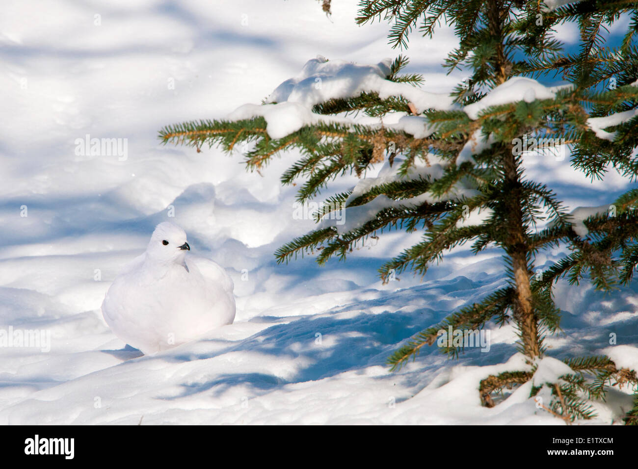 Willow Ptarmigan (Lagopus Lagopus), Nordwest-Territorien, boreal Kanada Stockfoto