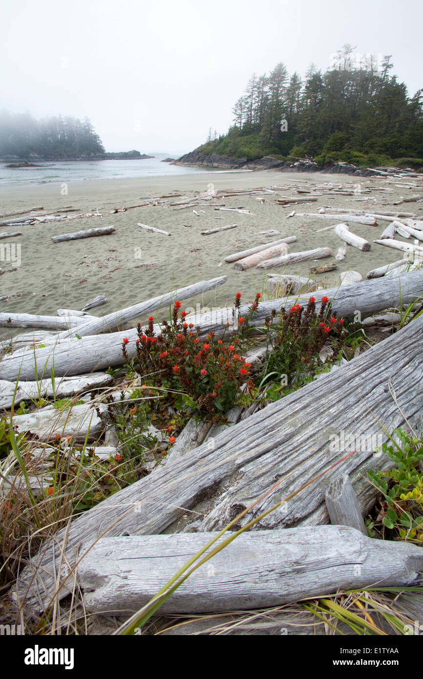 Treibholz Wildblumen an den Stränden von Radar im Pacific Rim National Park in der Nähe von Tofino auf Vancouver in British Columbia Kanada Stockfoto