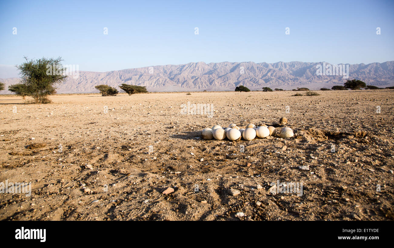 Strauß nisten (Struthio Camelus) auf Boden. Im Vordergrund sehen die Eiern. Fotografiert in Israel Stockfoto