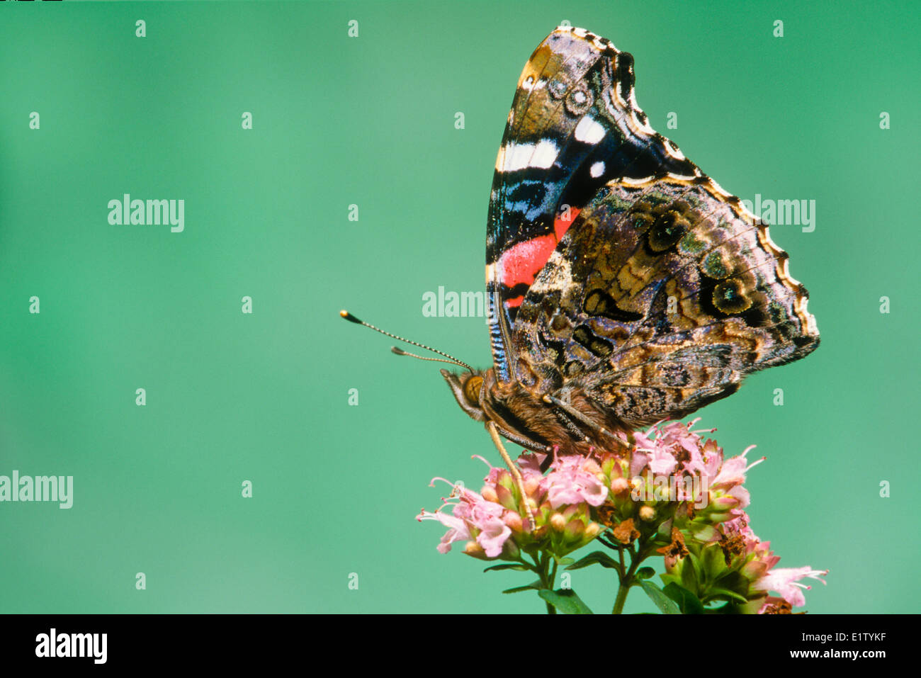 Butterfly Red Admiral (Vanessa Atalanta), ventrale Ansicht Stockfoto