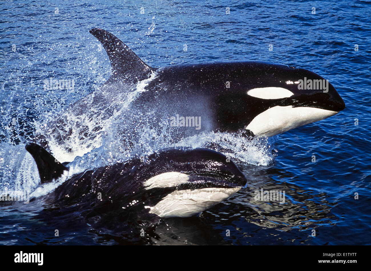 Surfen-Orca-Wal und Kalb, Orcinus Orca, Britisch-Kolumbien, Kanada Stockfoto