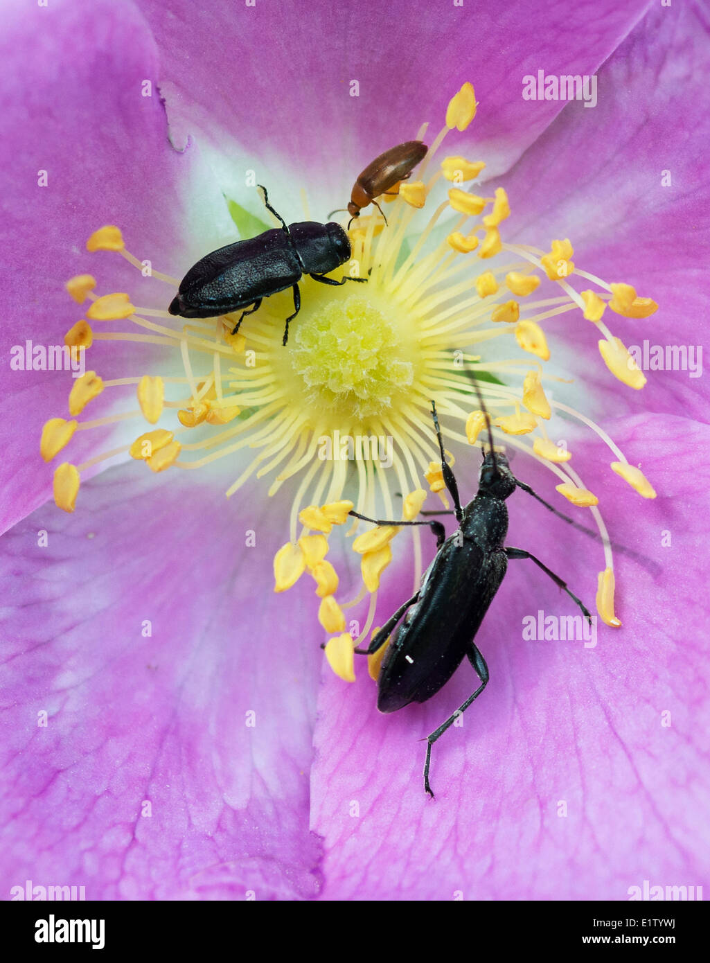 Käfer (der Unterfamilien Buprestid Cerambycid) Fütterung auf Staubblätter stachelige rose Rosa Acicularis Blume Douglas-Tanne Wald. Osten Stockfoto