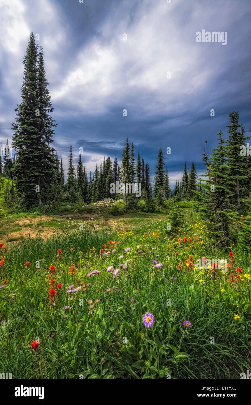 Wildblumen und dramatischer Himmel auf Mount Revelstoke National Park in Revelstoke, Britisch-Kolumbien, Kanada. Stockfoto