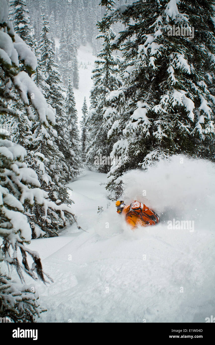 Ein männlicher Backcountry Skifahrer bekommt einen tiefen Faceshot während Skitouren im Eisfall Lodge, Golden, BC Stockfoto