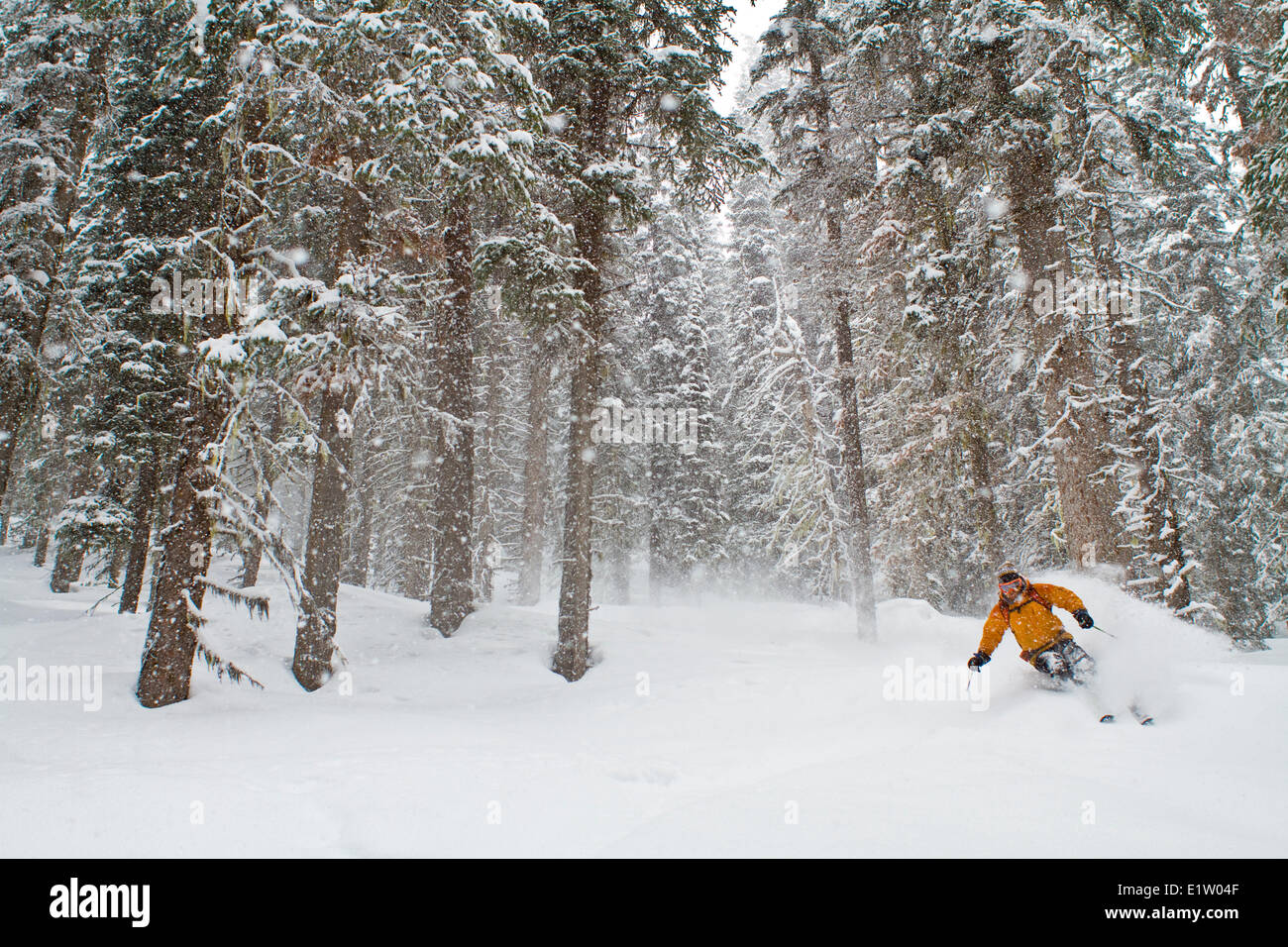 Ein männlicher Backcountry Skifahrer genießen ruhige Tiefe dreht sich im Wald. Eisfall Lodge, Golden, BC Stockfoto