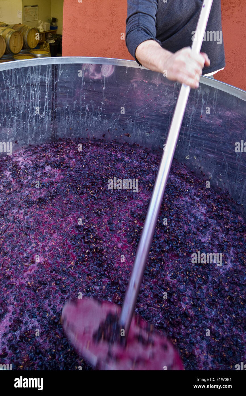 Pinot Noir Trauben Mehrwertsteuer nach Zerstampfung während der Ernte, Meyer Family Vineyards, Okanagan Falls, BC, Kanada. Stockfoto