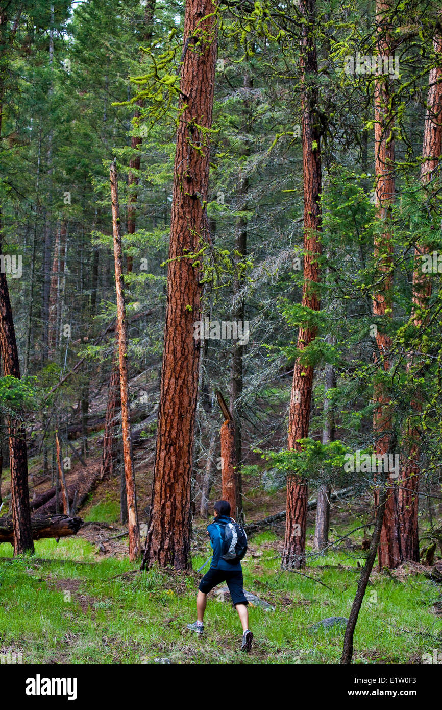 Eine junge Asiatin Trailrunning im 3 blinde Mäuse Trail System. Penticton, BC Stockfoto