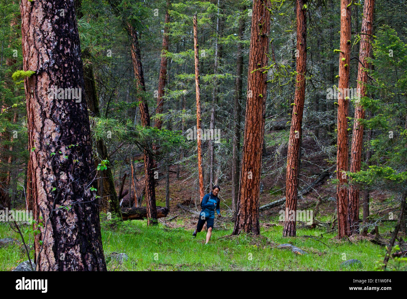 Eine junge Asiatin Trailrunning im 3 blinde Mäuse Trail System. Penticton, BC Stockfoto