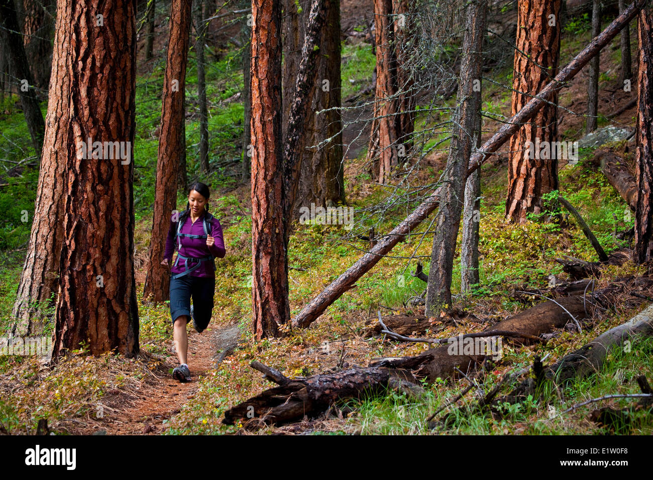Eine junge Asiatin Trailrunning im 3 blinde Mäuse Trail System. Penticton, BC Stockfoto