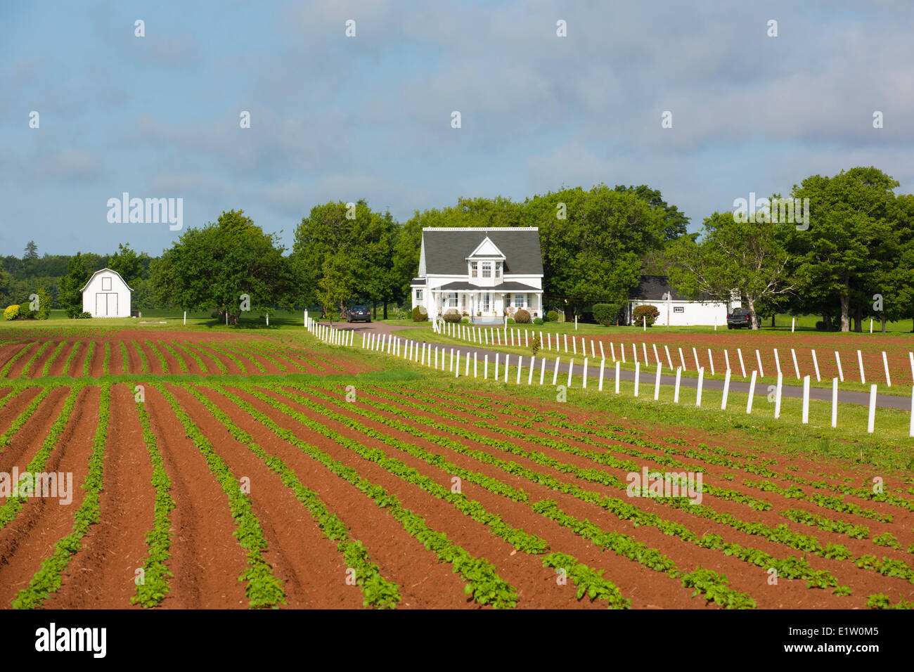 Potatoe Feld, Coleman, Prince Edward Island, Canada Stockfoto