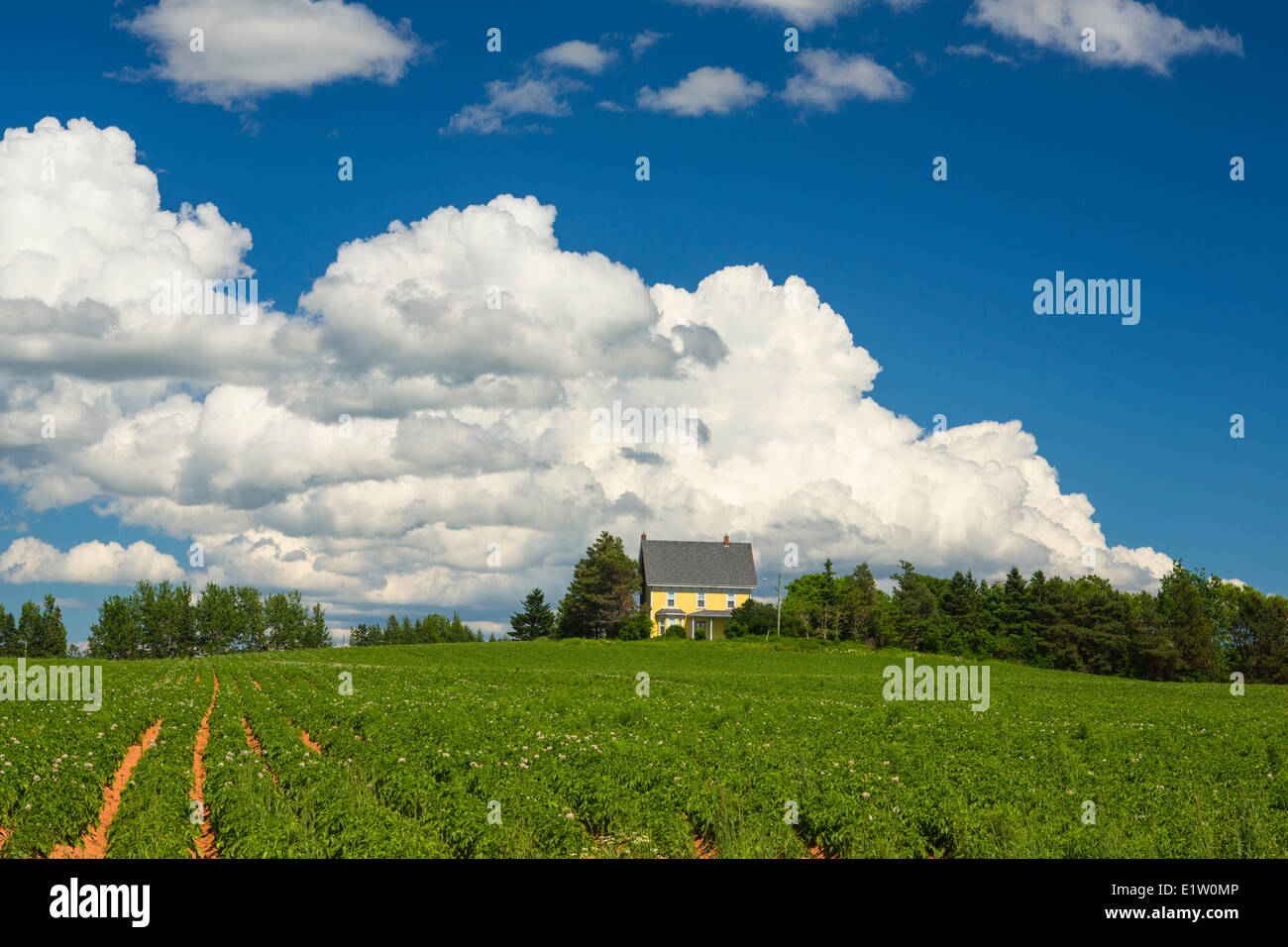 Kartoffel-Feld vor Bauernhof Haus, North Tryon, Prince Edward Island, Canada Stockfoto
