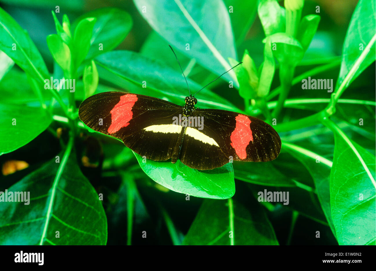 Melpomene Longwing Schmetterling (Heliconius Melpomene Rosina), dorsal anzeigen, & Panama Costa Rica Stockfoto