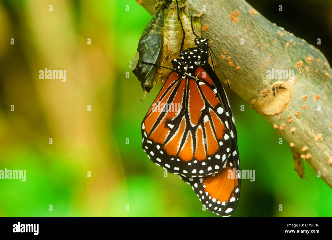 Queen-Schmetterling (Danaus Gilippus Thersippus) aufstrebenden pupal Fall Resident im extremen Süden der Vereinigten Staaten südlich durch Stockfoto