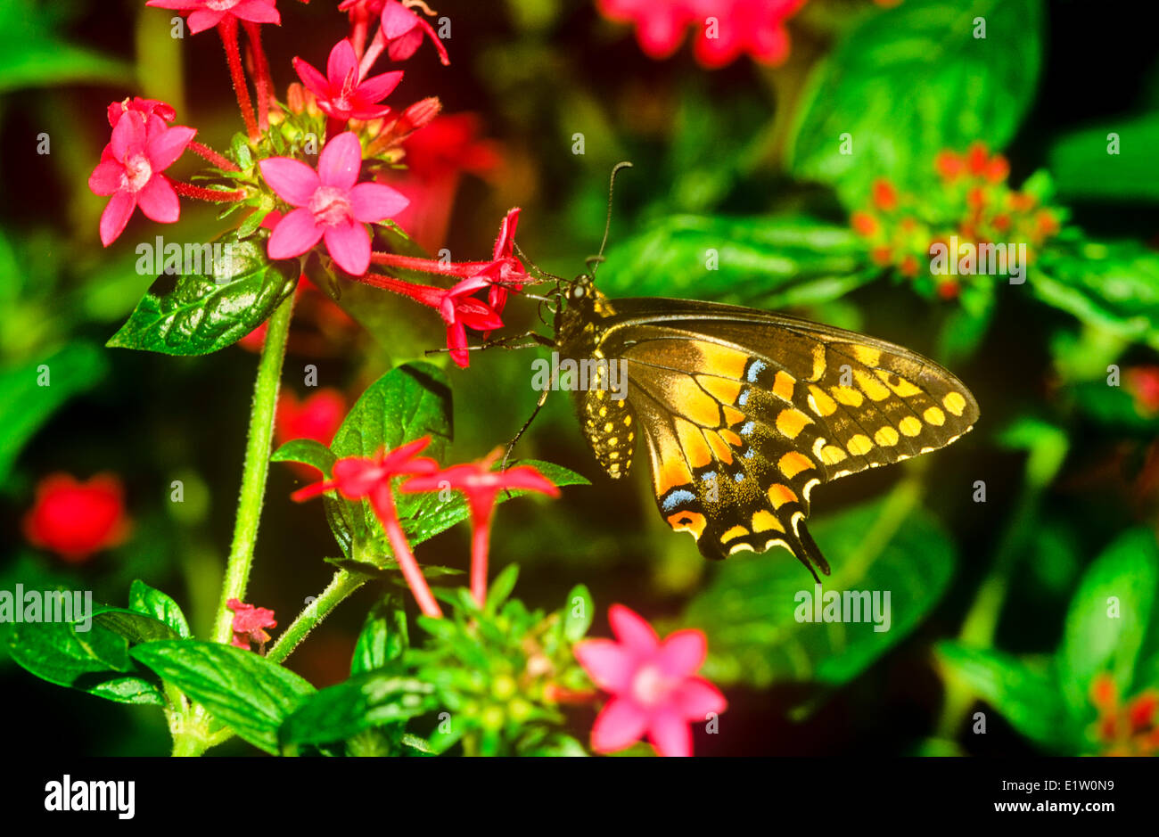 Zentralamerikanischen "schwarzen Schwalbenschwanz Schmetterling, Schmetterling (Papilio Polyxenes Stabilis), ventrale Ansicht, Panama Costa Rica & W Stockfoto