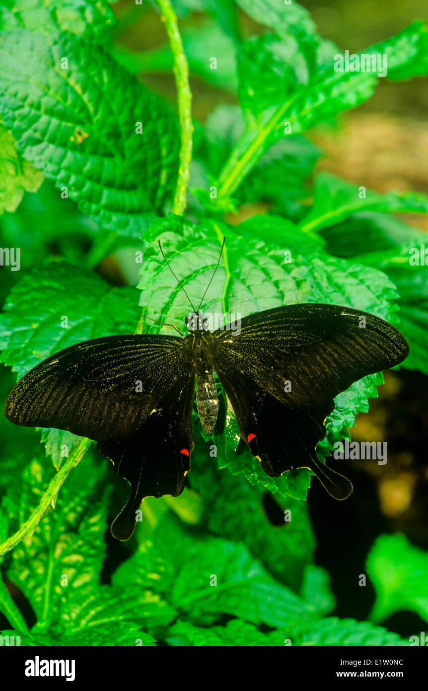 Helen rot Schmetterling (Papilio Helenus), Dorsalansicht, Süd-Indien und Teilen von Südostasien. Stockfoto