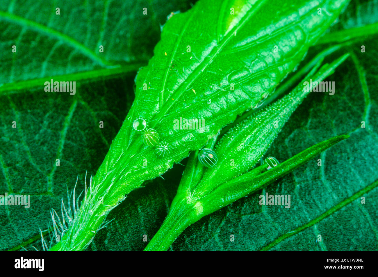 Malachit Schmetterling Eiern, (Siproeta Stelens), S TX (Streuner N) E & W  Mexico, Amazon, S FL, Kuba, Kaimane Stockfotografie - Alamy