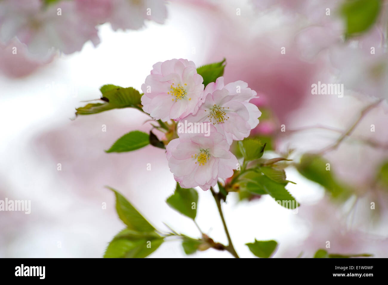 Kirsche Blossomming im königlichen botanischen Garten, Ontario Stockfoto