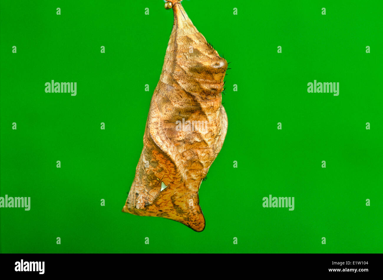 Die Eule Schmetterling-Puppe (Caligo Memnon) Stockfoto