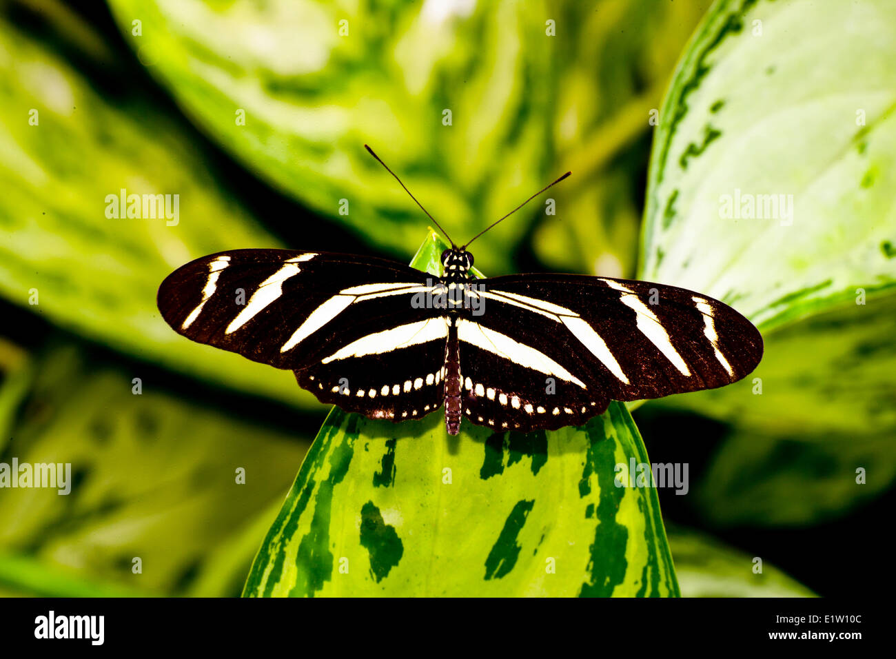 Das Zebra Longwing Schmetterlinge oder Zebra Heliconian Schmetterling (Heliconius Chartonius) dorsale anzeigen North Central South America als Stockfoto