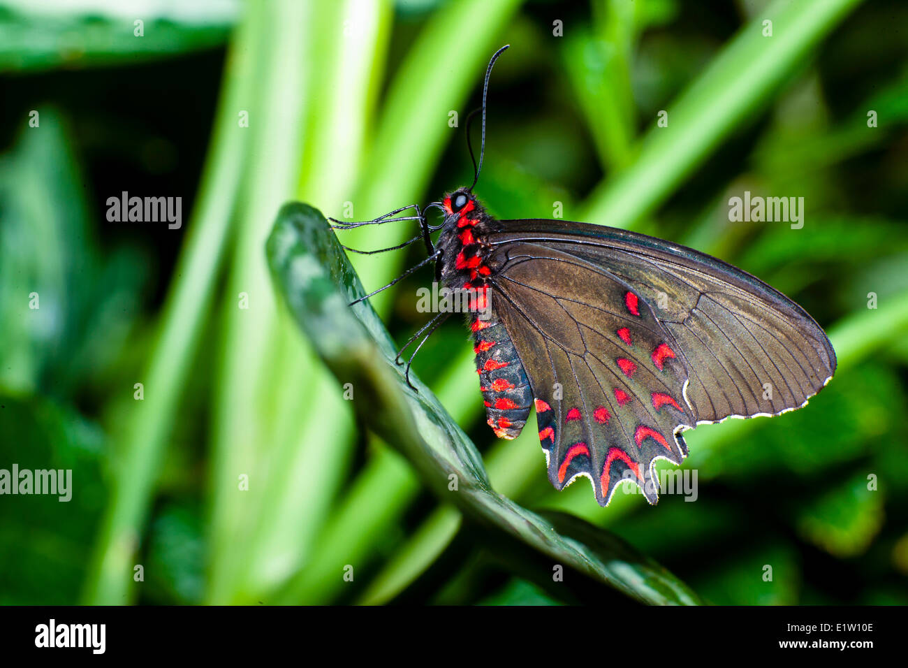 Rosa gefleckten Cattleheart Schmetterling, (Parides Photinus), ventrale Ansicht, NE & NW-Mexiko nach Costa Rica Stockfoto
