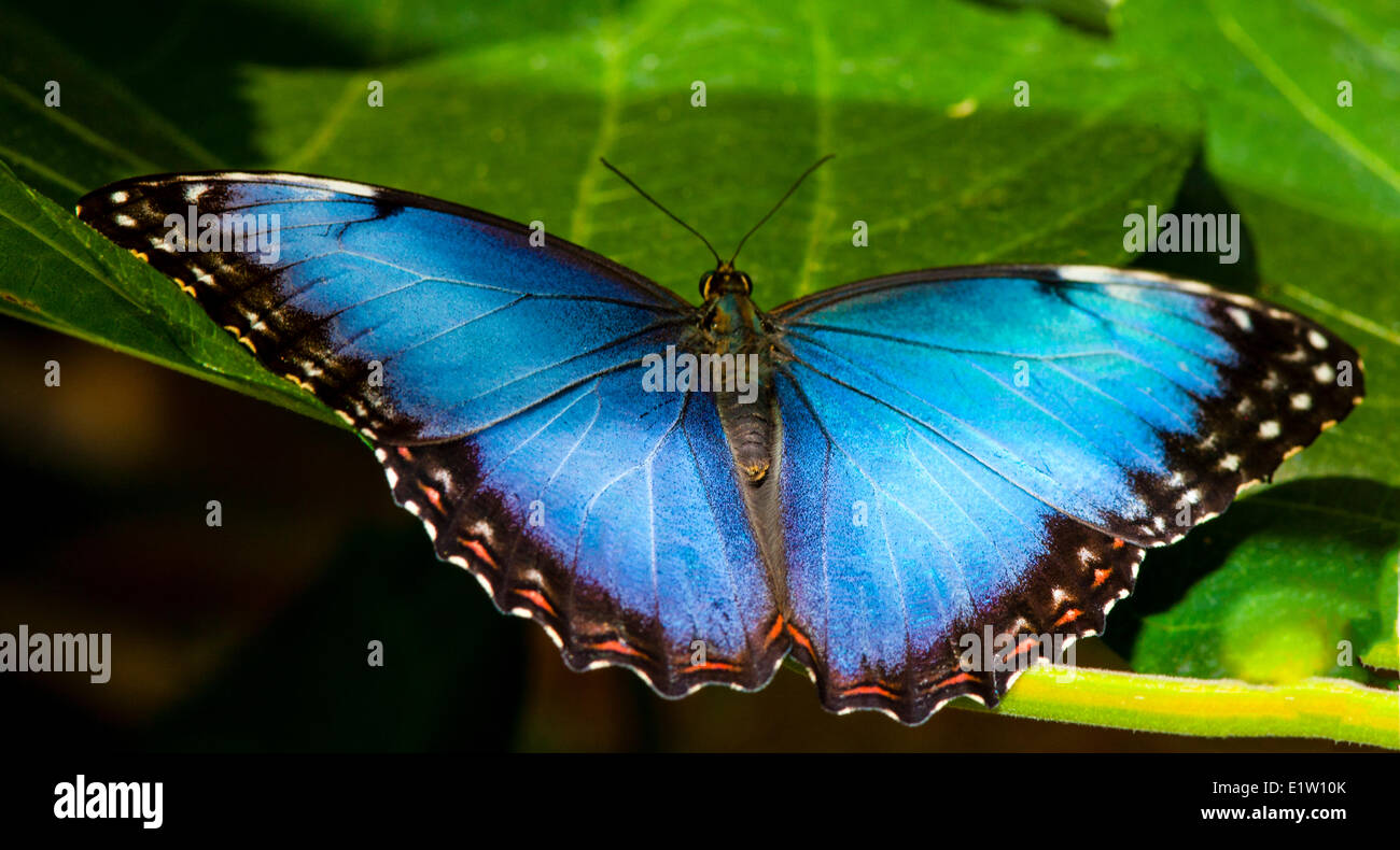 Peleides Blue Morpho Schmetterling gemeinsame Morpho Schmetterling der Kaiser Schmetterling (Morpho Peleides Limpida) Dorsalansicht Costa Rica Stockfoto