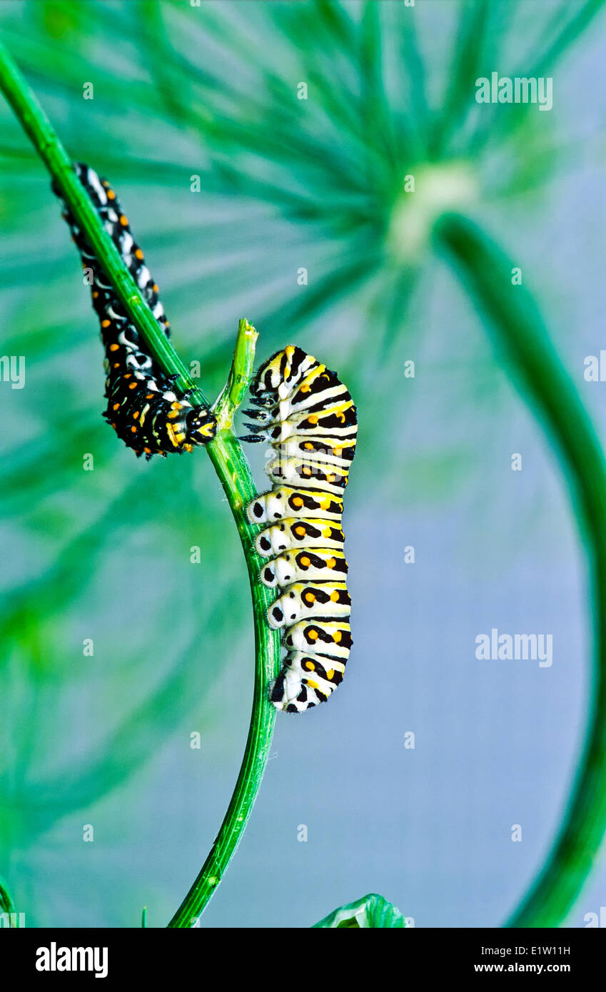 Östlichen schwarzen Schwalbenschwanz Larve (Papilio Polyxenes), fünfter instar, Fütterung, Stockfoto