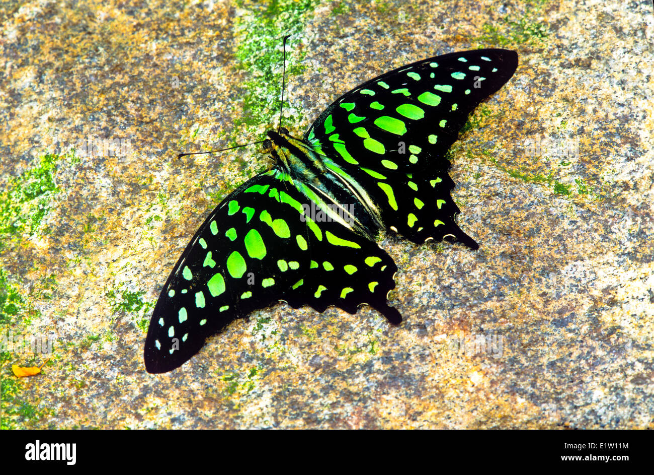 Tailed Jay (Graphium Agamemnon Agamemnon) butterfly, Männlich, dorsale Ansicht, Malaysia Stockfoto