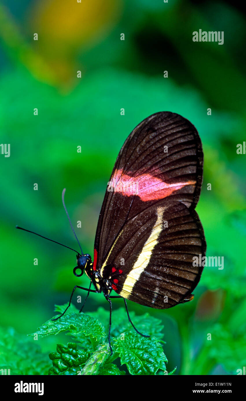 Melpomene Longwing Schmetterling (Heliconius Melpomene Rosina) butterfly, ventrale Ansicht, & Panama Costa Rica Stockfoto