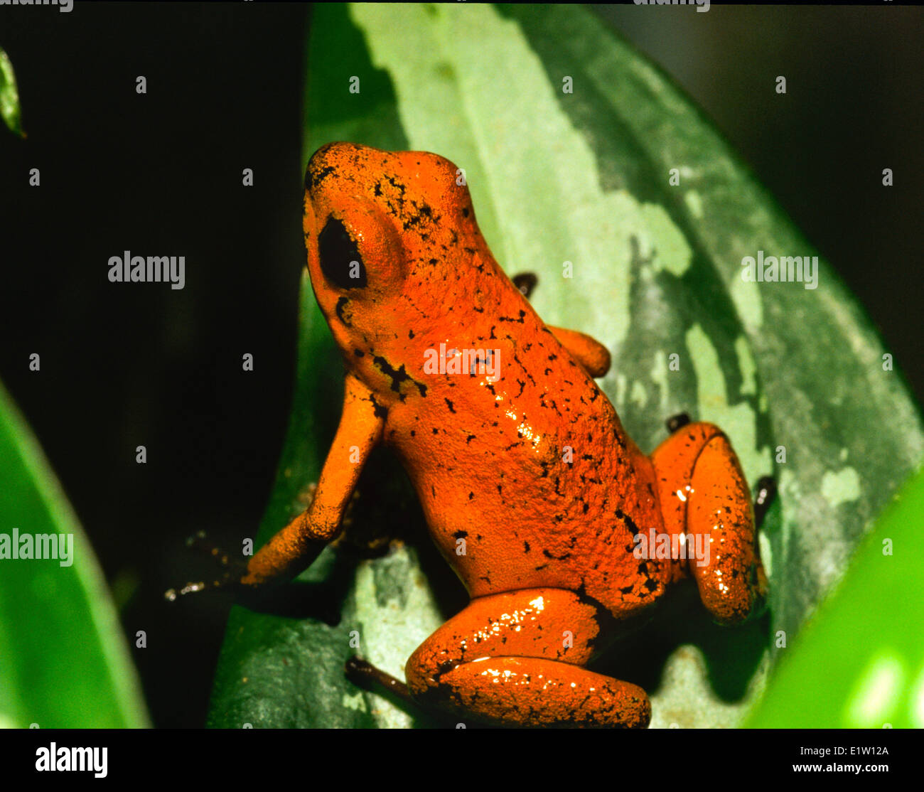 Pfeil-Poison Frog, (Dendrobates Pumilio), Costa Rica Stockfoto