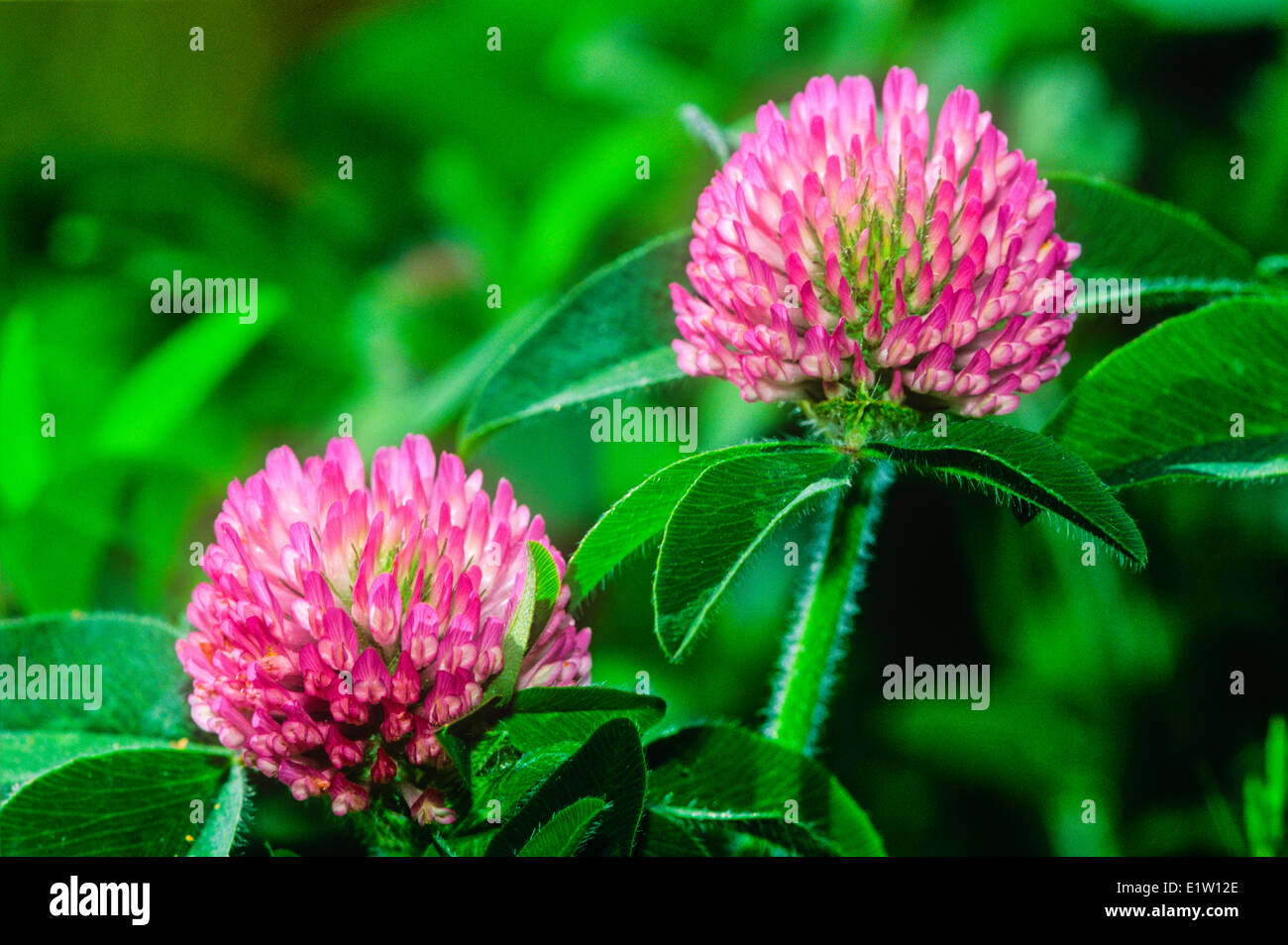 Rotklee (Trifolium Pratense), Wildblume Stockfoto
