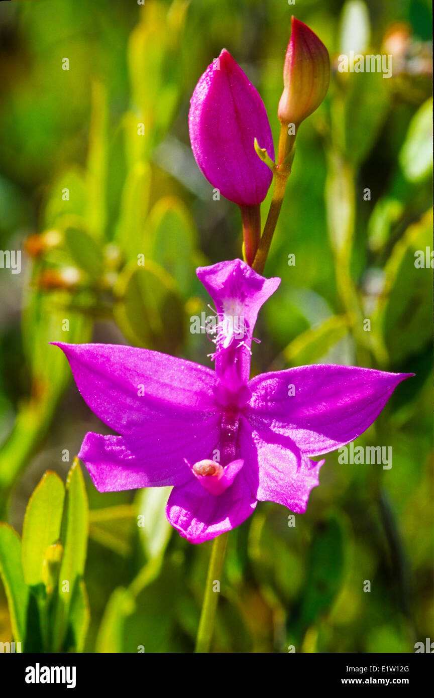 Grass rosa Orchidee, (Calopogon Pulchellus), Wildblume, Stockfoto