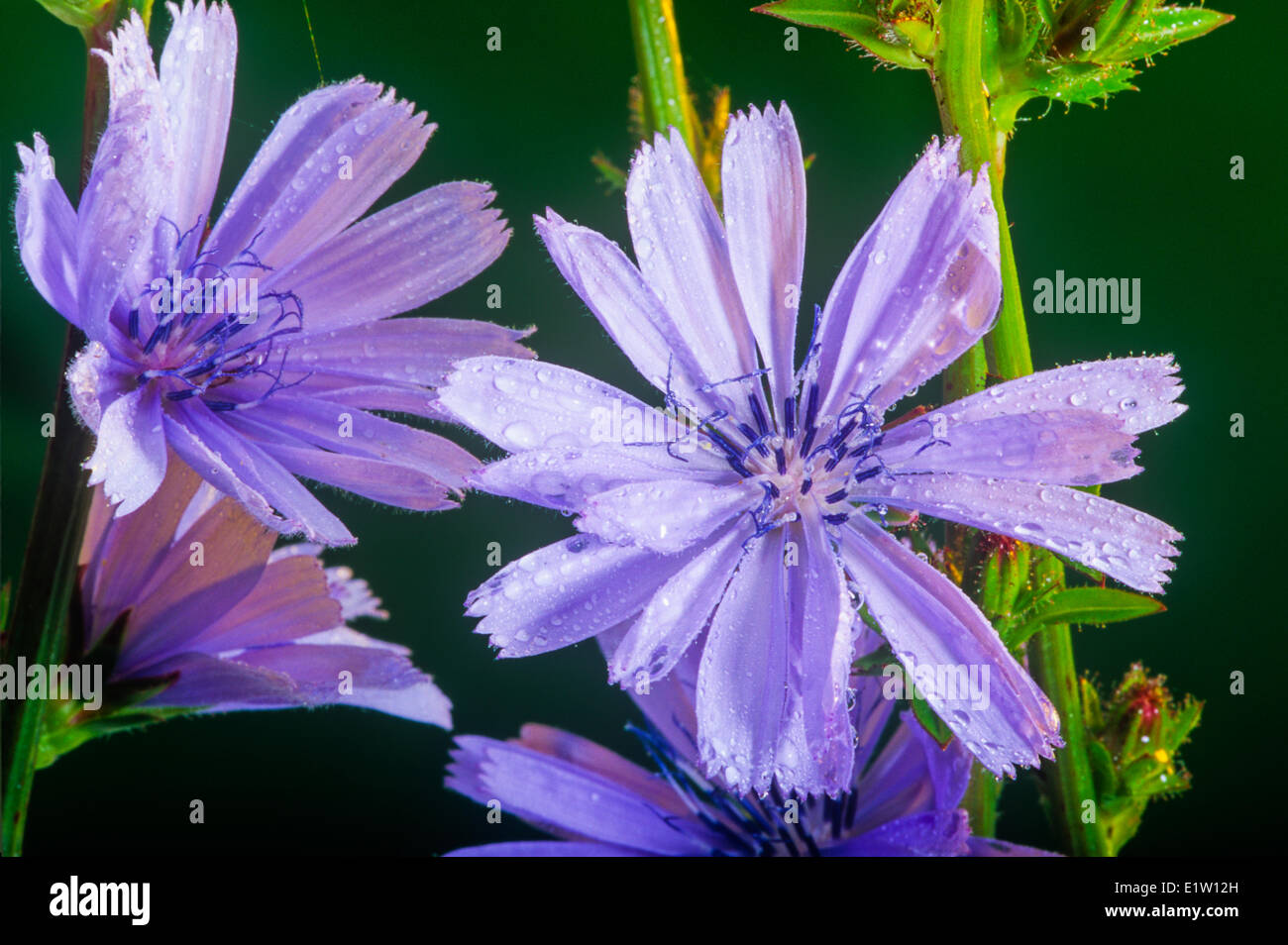 Chicorée, (Cichorium Intybus), Wildblume Stockfoto