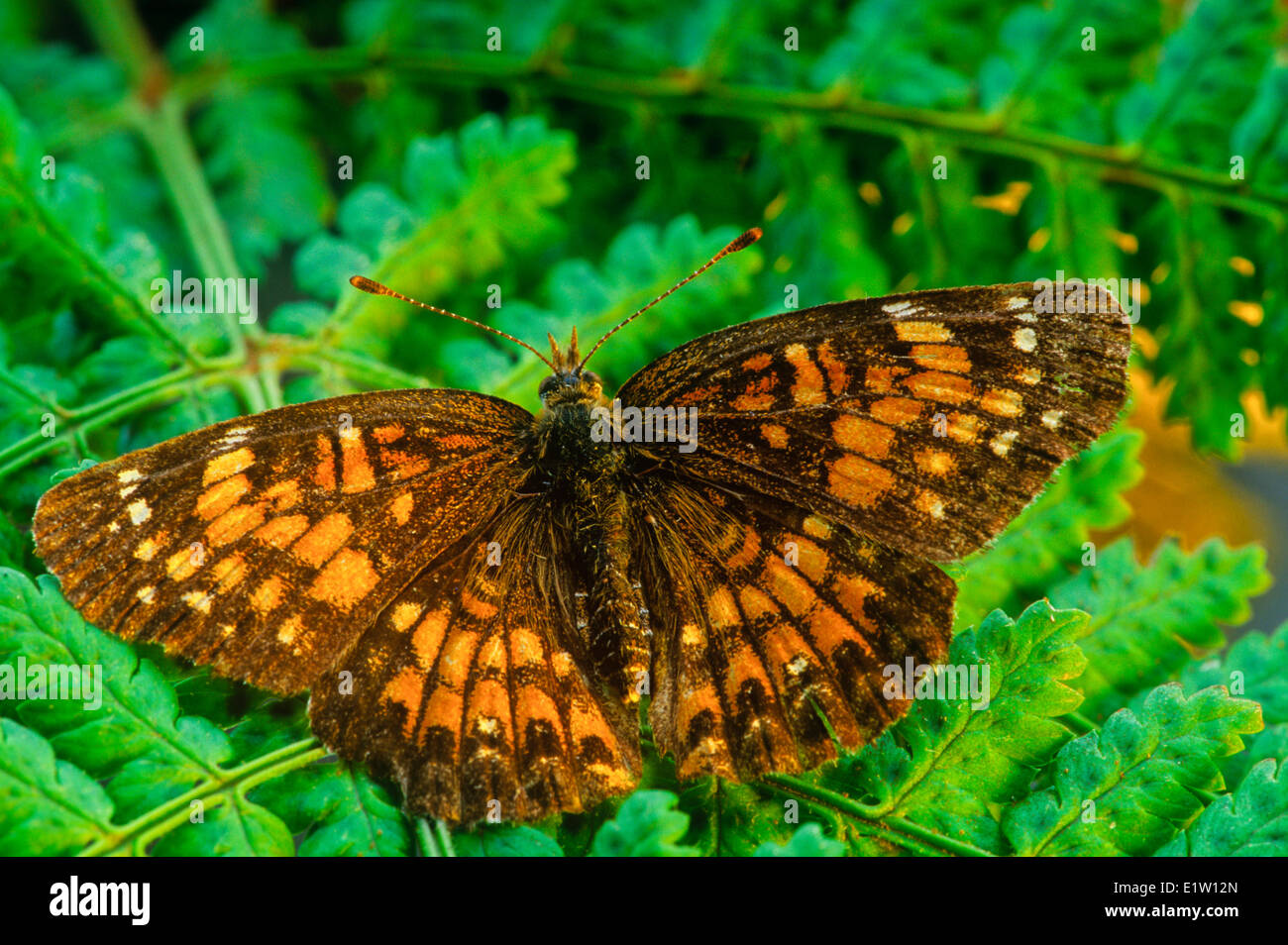 Harris' Checkerspot Schmetterling, (Charidryas Harrisii) Stockfoto