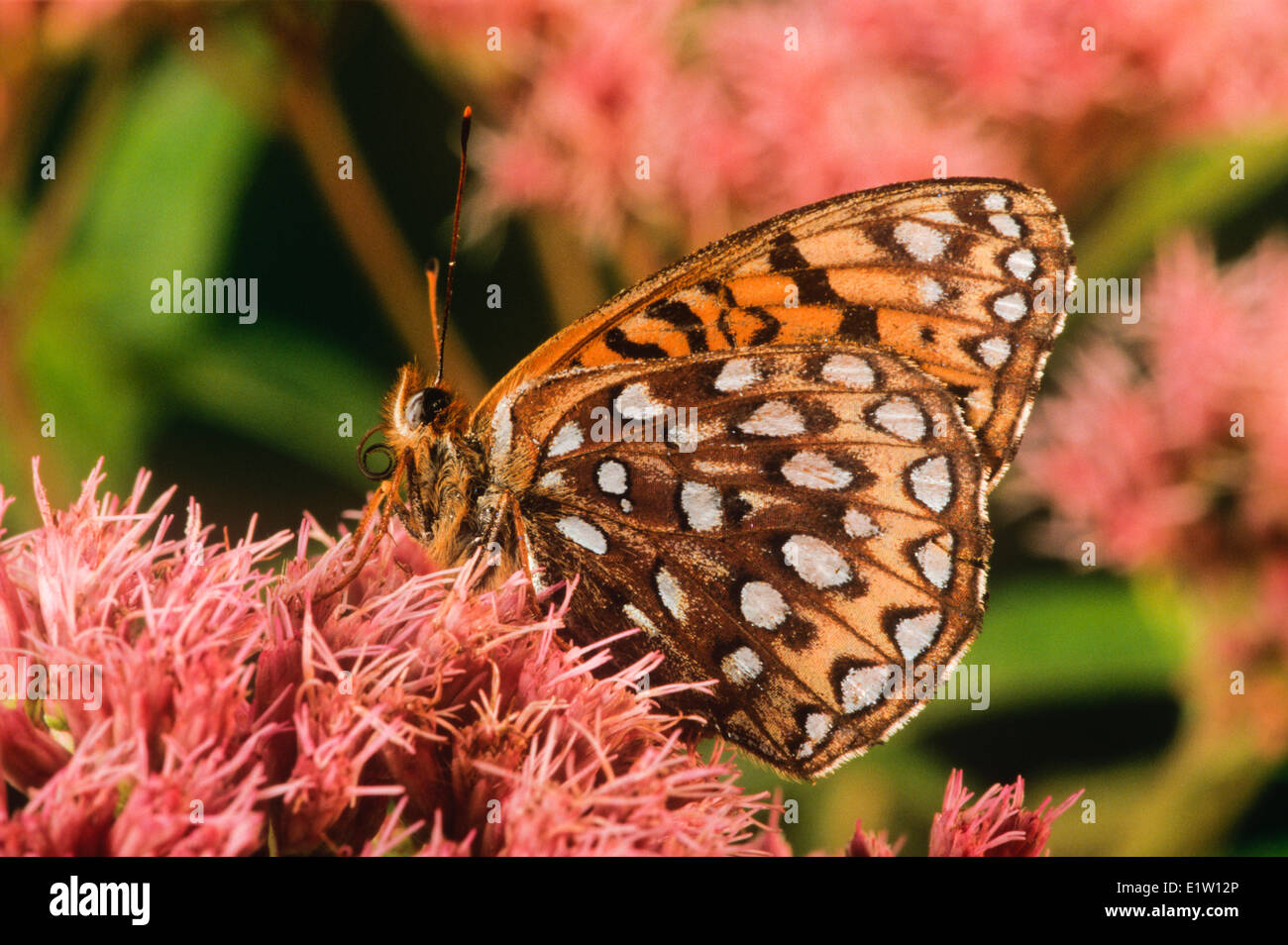 Eduards Fritillary Butterfly, (Speyeria Edwardsii), ventrale Ansicht Stockfoto