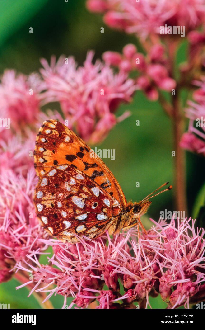 Aphrodite Fritillary Butterfly, ventrale Ansicht (Speyeria Aphrodite) Stockfoto