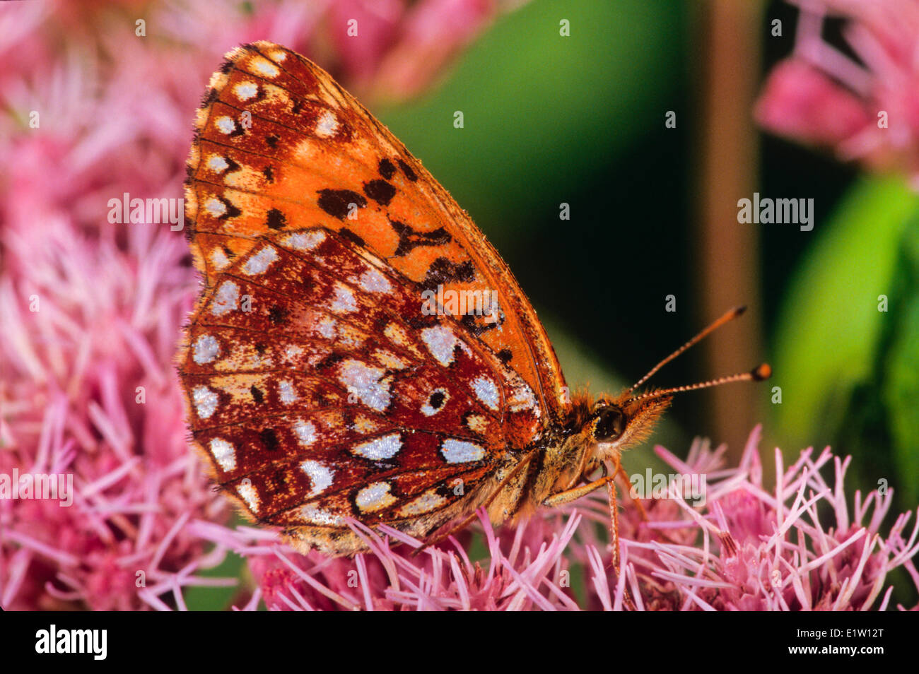 Aphrodite Fritillary Butterfly, ventrale Ansicht (Speyeria Aphrodite) Stockfoto